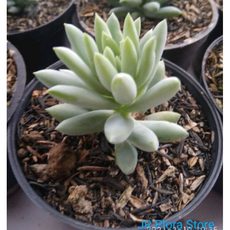 tanaman hias sekulen air mata ibu/tanaman hias air mata ibu