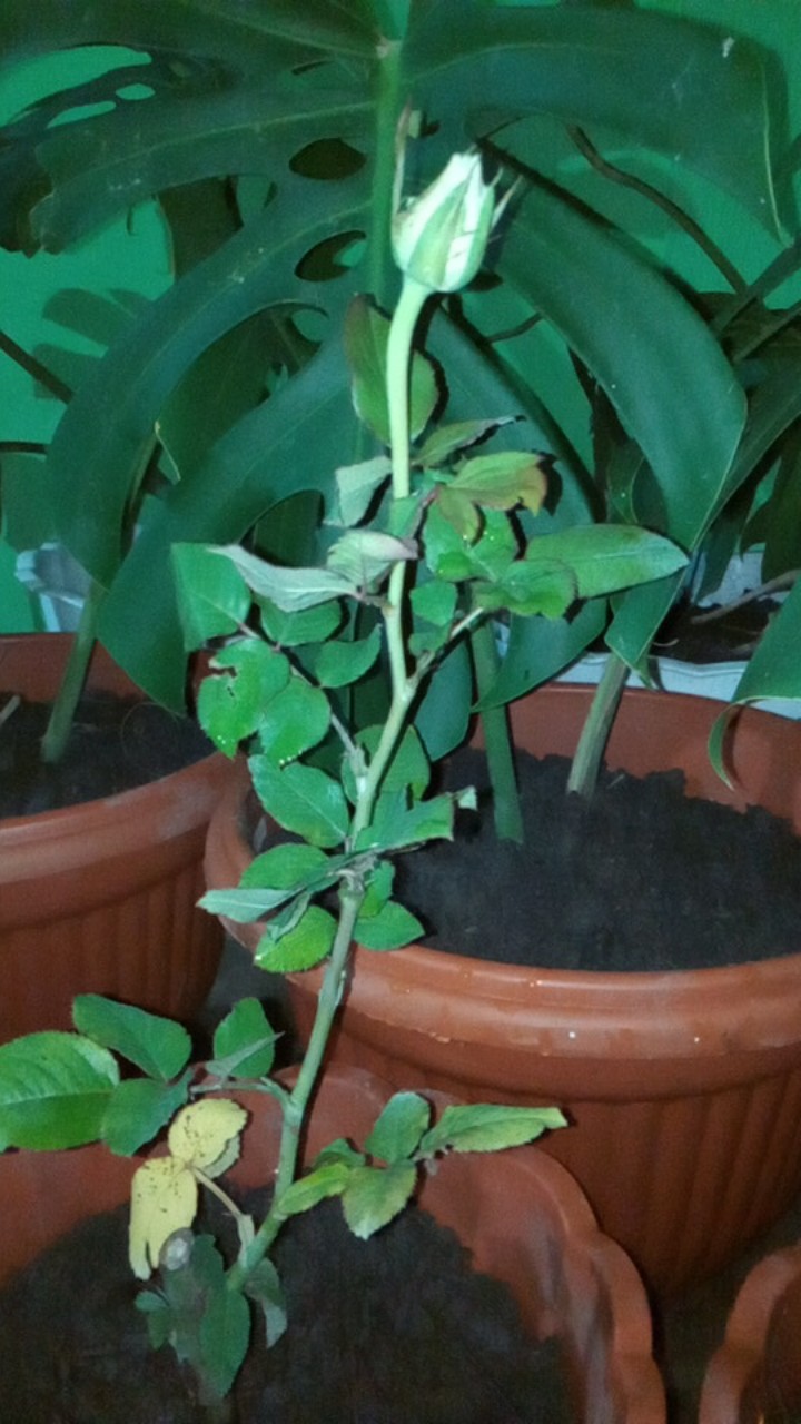 Tanaman Hias Mawar Tanpa Duri