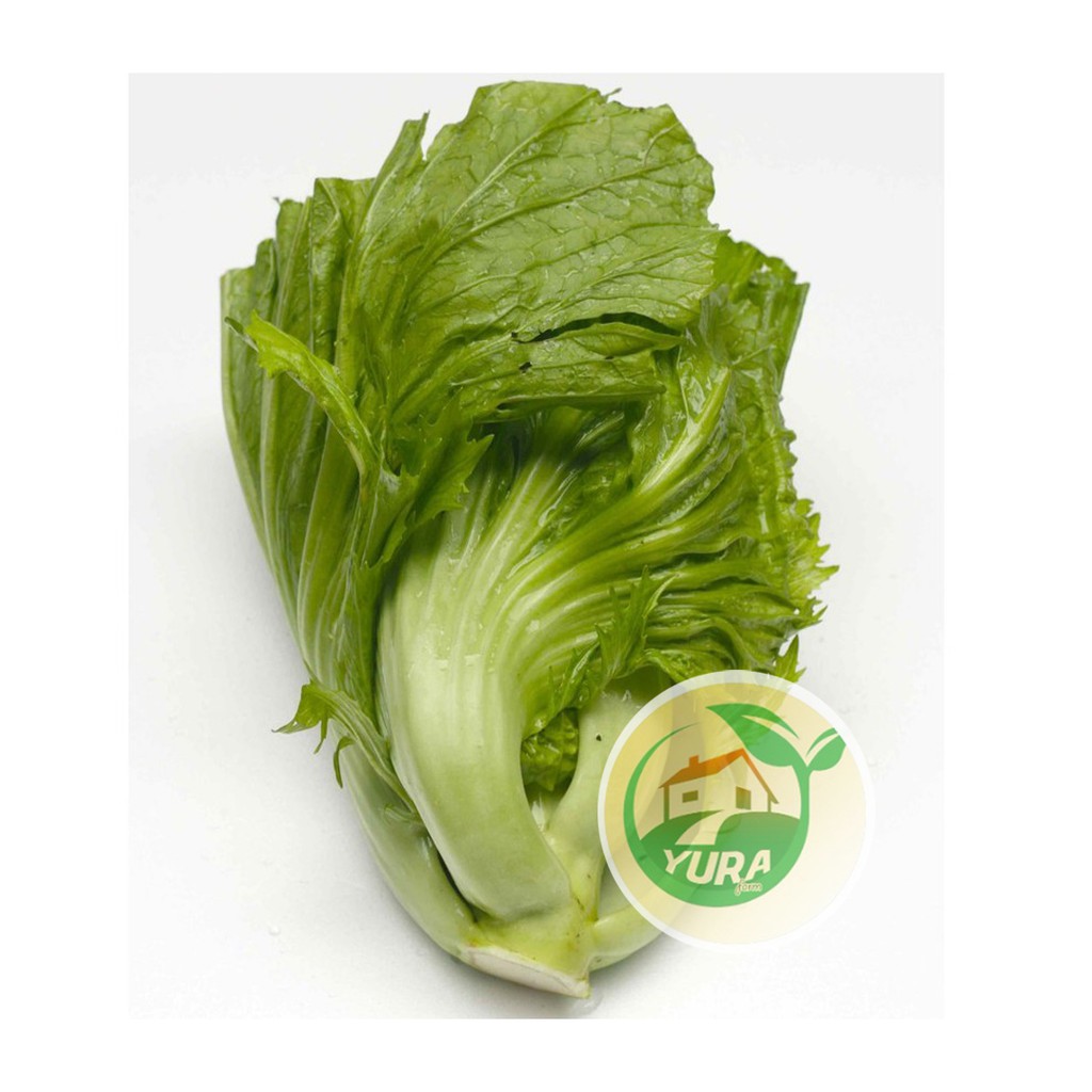 

SAWI PAHIT Organik 100% Sayur Segar Organic