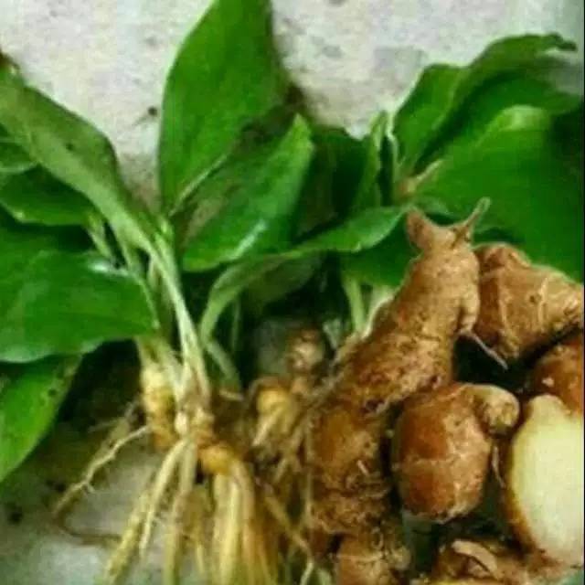 tanaman herbal pohon kencur-tanaman kencur