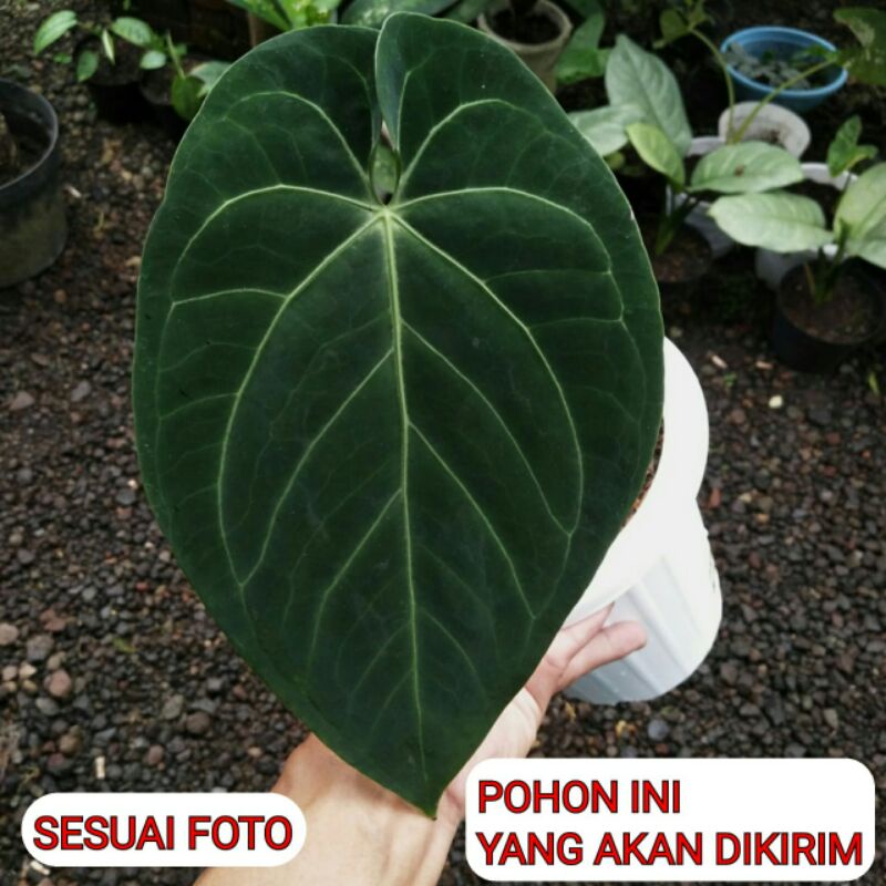 Tanaman Anthurium Dressleri X Magnificum Dark Form Sesuai Foto