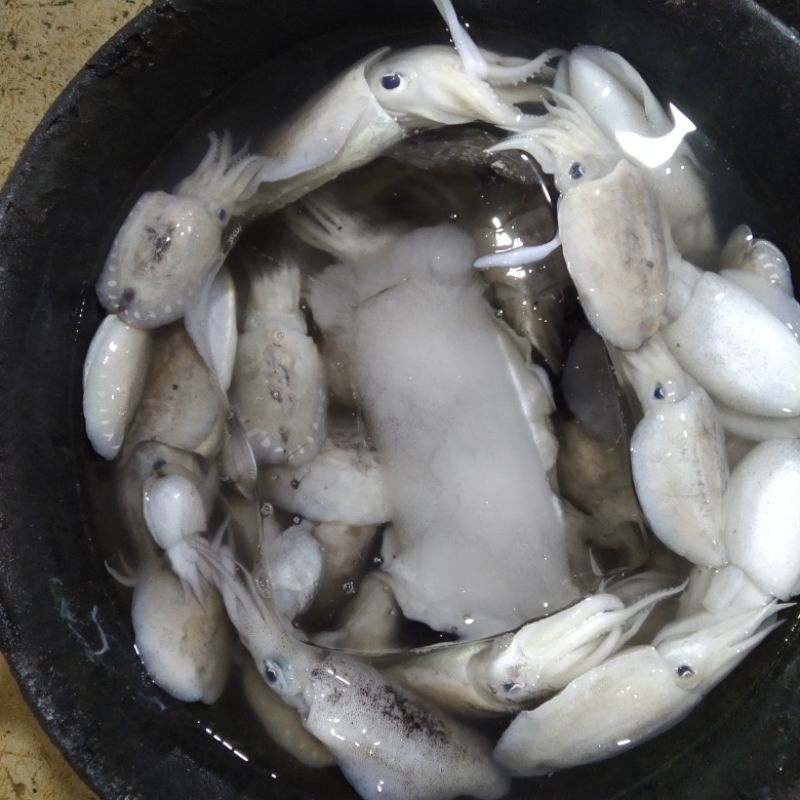 

cumi sotong