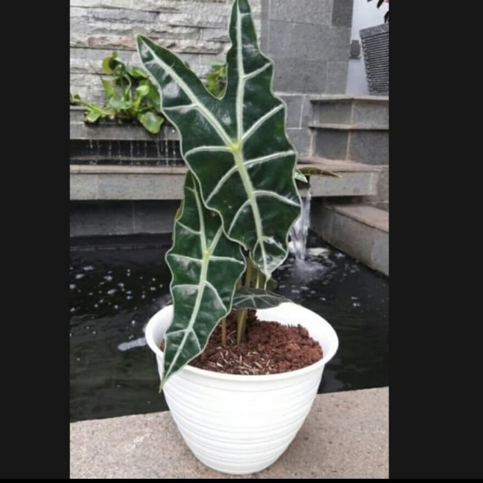 tanaman keladi amazon/ tengkorak-kaladium tengkorak+ pot