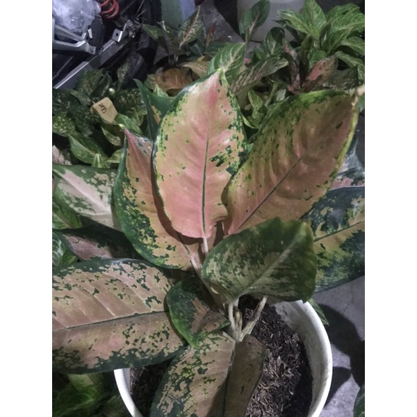 Aglonema kocin kuning