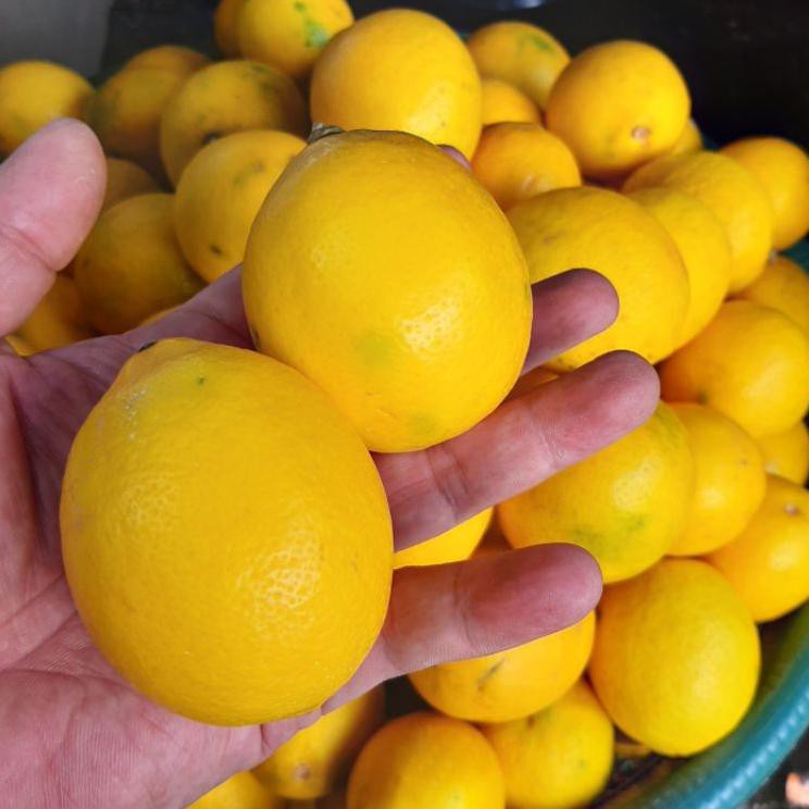 

BISA COD LEMON CALIFORNIA MURAH 1 KG JAKARTA BARAT+ FRESH + BANYAK AIR
