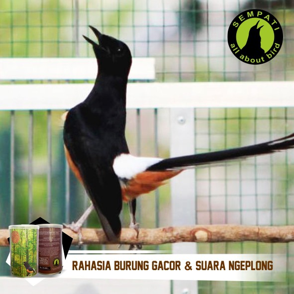 Top Fighter Murai Batu Sempati Pakan Lomba Burung Juara Berkicau