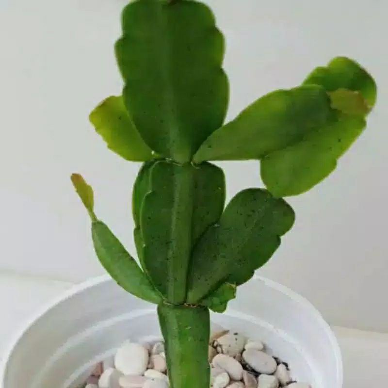 

wijaya kesuma kepiting