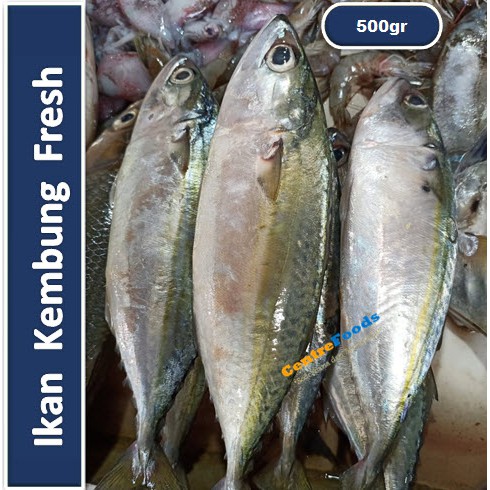 

Ikan Kembung Fresh | Banjar [ Berat 0,5kg/500gr ]