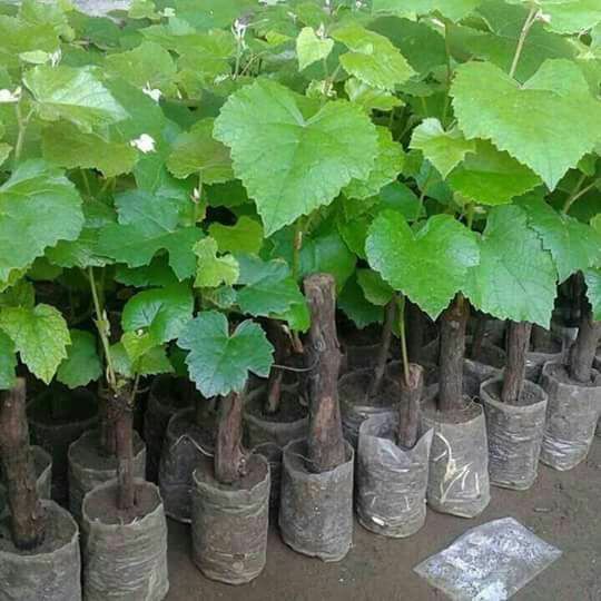 Paket 5 Bibit Anggur Buat Rootstok