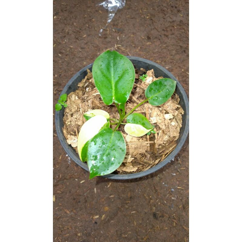 tanaman hias philo burlemark-brekele varigata-philodendron brekele varigata-brekele stand pendek