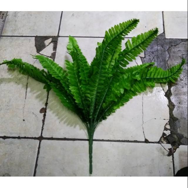 Daun pakis boston besar