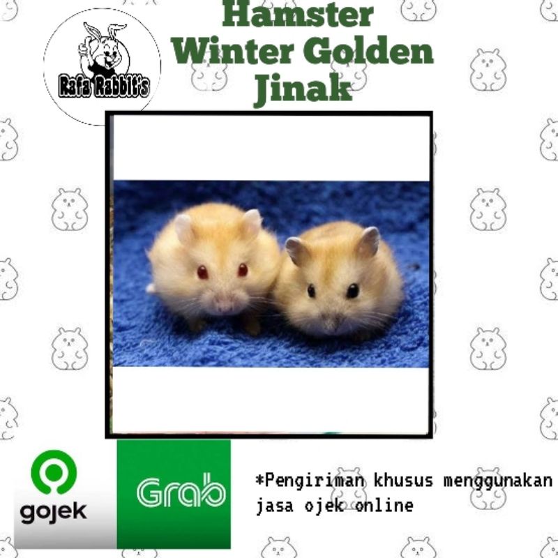 Hamster winter golden jinak khusus gojek