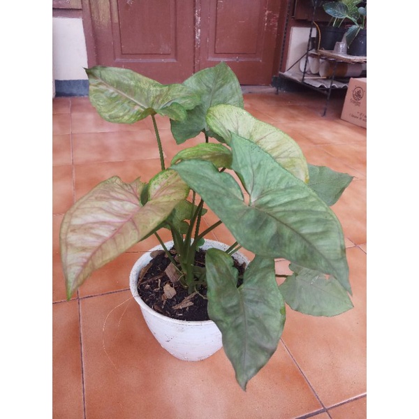 Syngonium Maria Allusion - Tanaman Hias - Tanaman Indoor