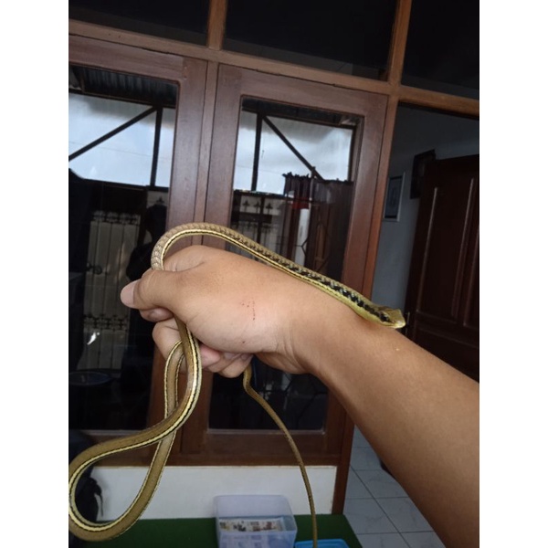 Ular Tambang / ular tali picis
