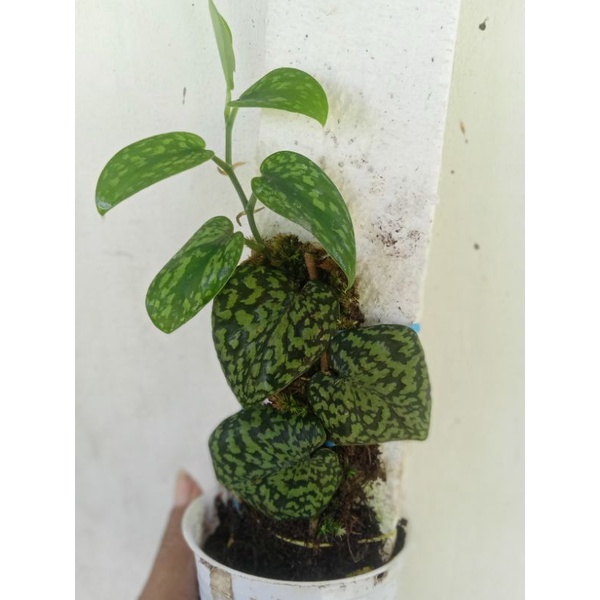 scindapsus pictus  snake scale