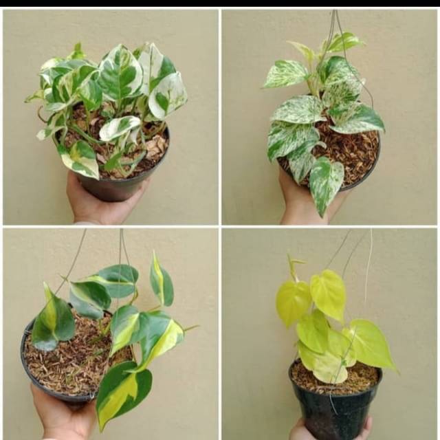 Paket 4 tanaman hias sirih gading (joy,love,variegata,brazil)