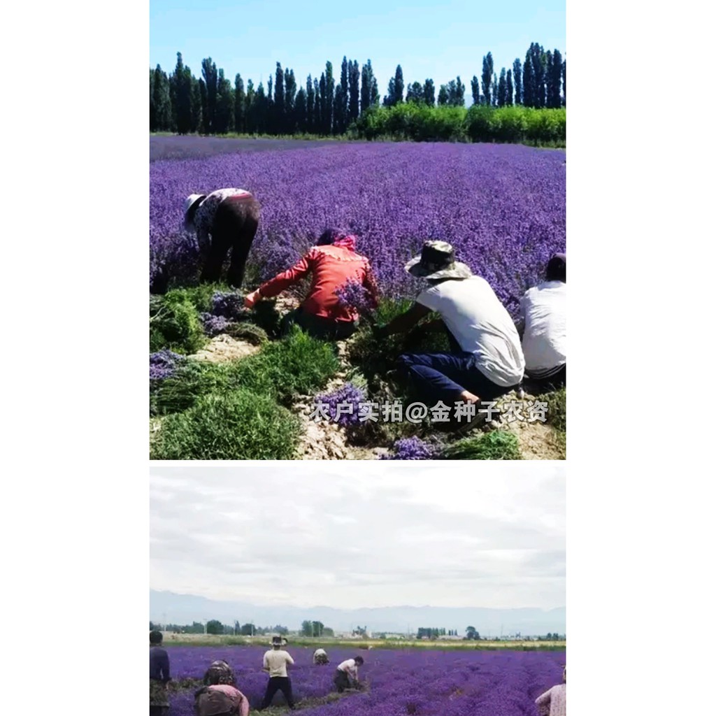 20 biji Benih Bunga Lavender B0216