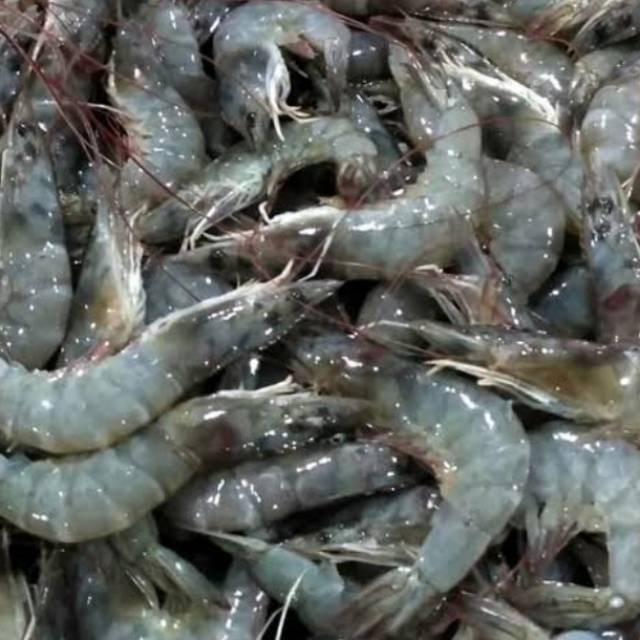 

Udang segar 1 kg