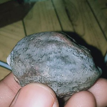 muncang kemiri adu jenis merapi