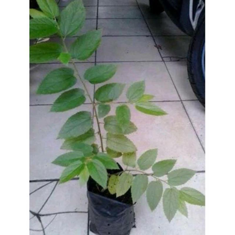 Bibit Pohon Ceri Bibit Tanaman Ceri Kersen Talok Buah Ceri Seri