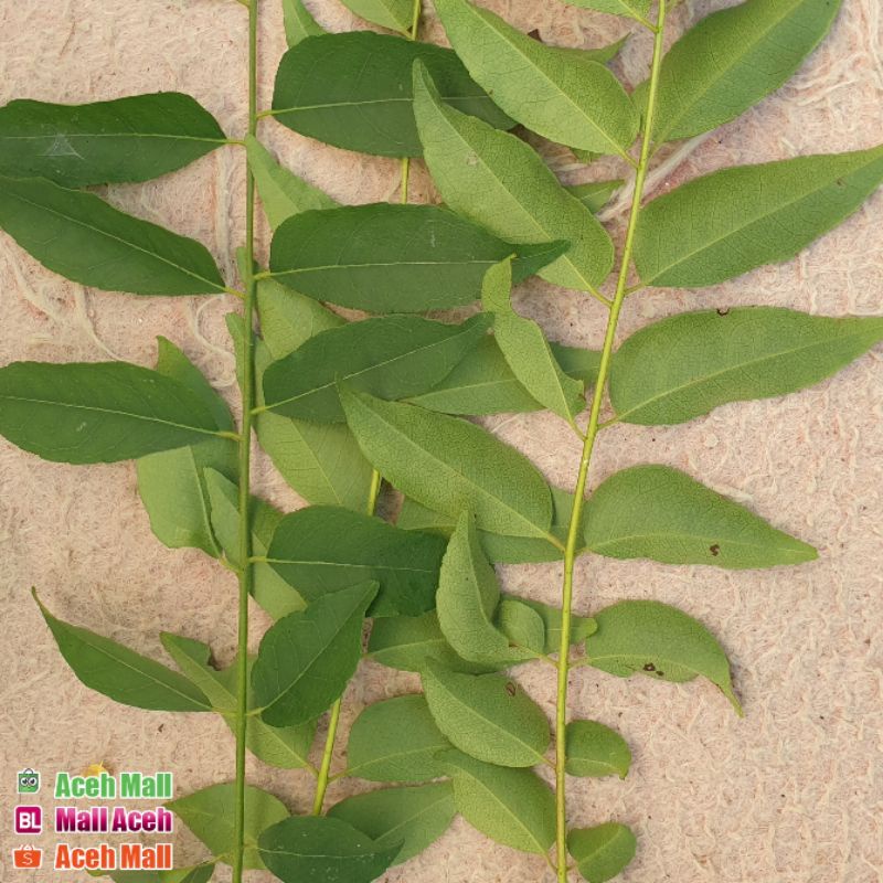 

Daun Temurui aceh / salam koja / daun kari harum segar