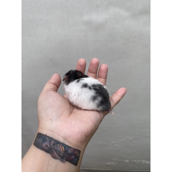 hamster syrian long hair / short hair Panda