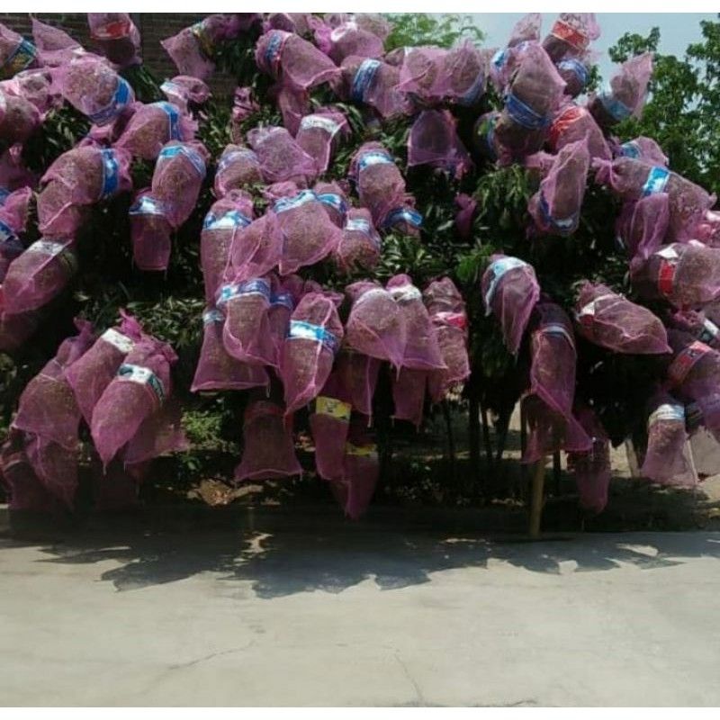 100 biji Karung Bawang Brongsong Buah Klengkeng pelindung dari kelelawar / codot