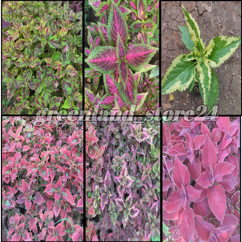 paket 6 jenis tanaman hias miana murah - tanaman hias miana - miana hias - miana