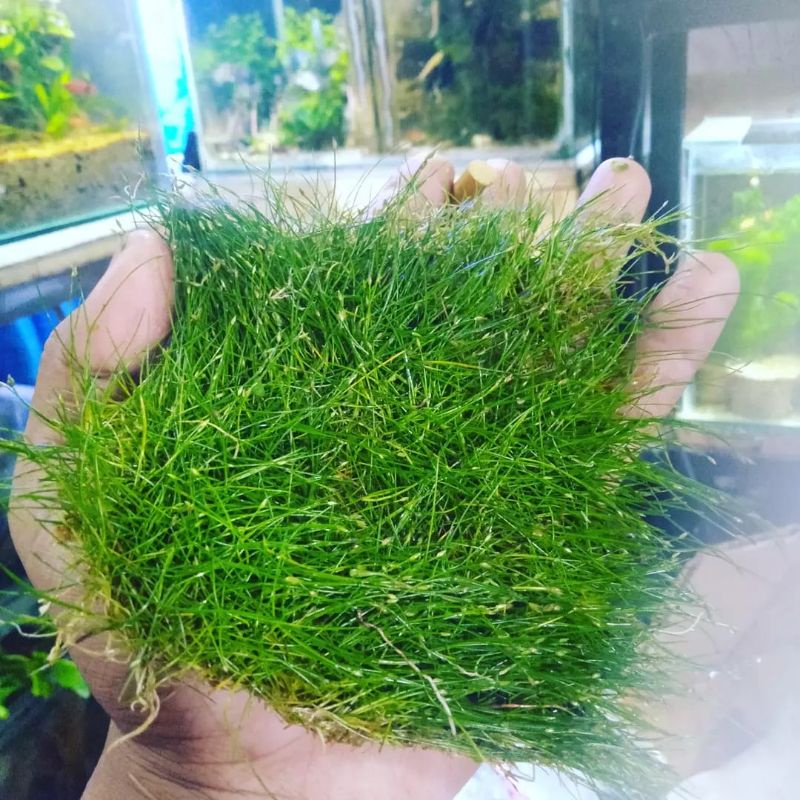 Hairgrass Tanaman karpet aquascape