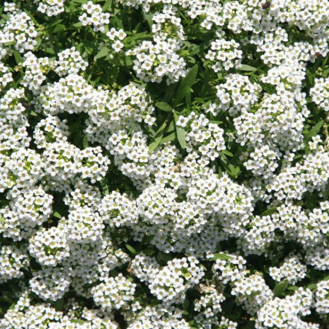 Benih Bibit Biji - Bunga Alyssum Snow Cloth (Lobularia maritima) Sweet Alyssum Putih Flower Seeds - IMPORT