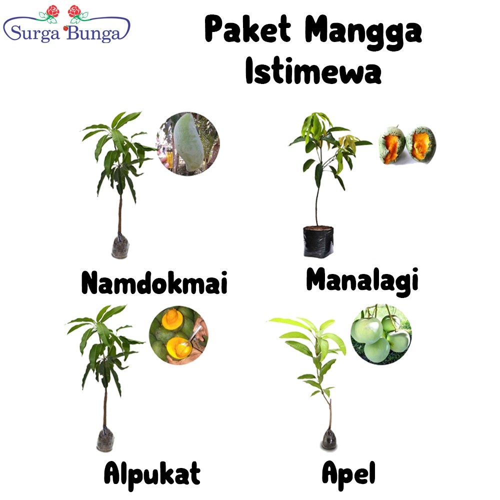 Tanaman Buah Mangga Istimewa (tambulapot) - bibit buah