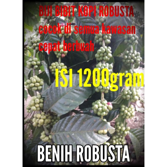 BIJI BENIH KOPI ROBUSTA LAMPUNG BERKWALITASN/ ISI 1 KILO GRAM