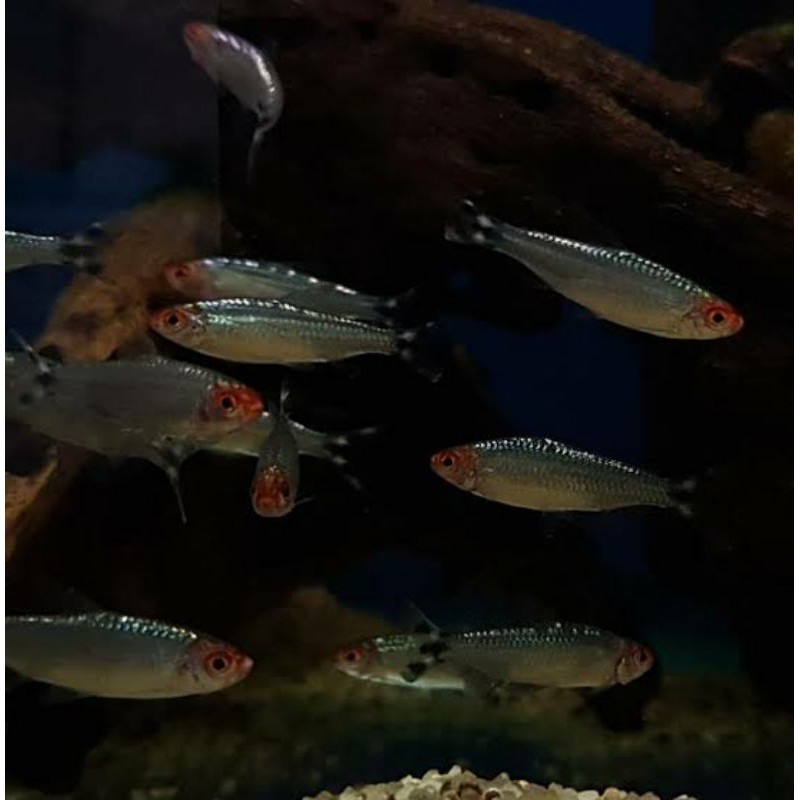 Ikan Rednose berlian/ ikan Aquascape