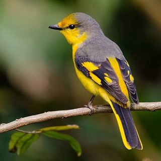 Burung Mantenan  Besar
