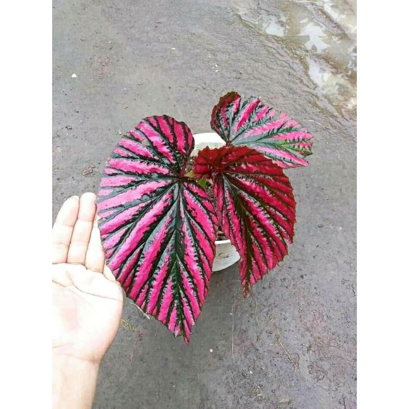 tanaman hias begonia rex wallet