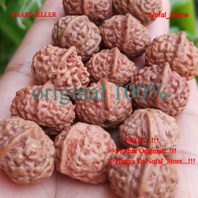 JENITRI GANESHA RUDRAKSHA BERCULA