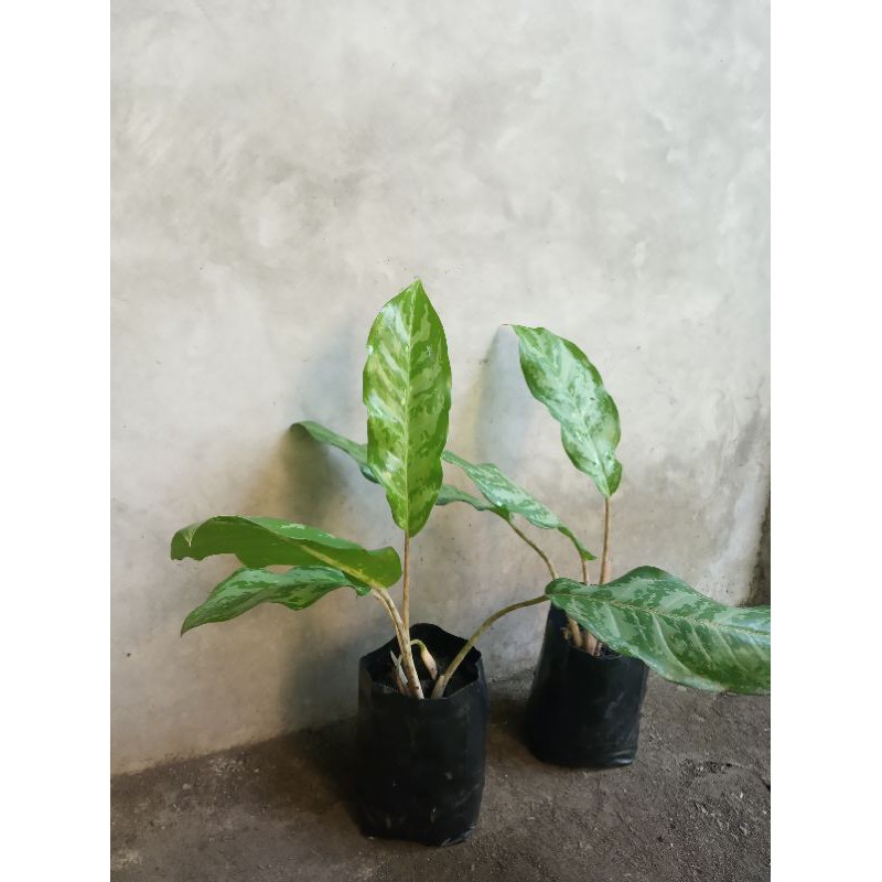 aglonema king silver/aglonema zebra batang putih/tanaman hias indoor outdoor/aglonema putih