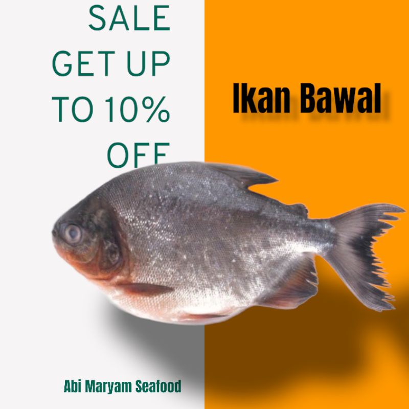 

Ikan Bawal Fresh Berkualitas 1kg