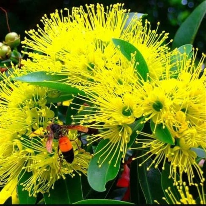 tanaman hias xanthostemon  santos Temon