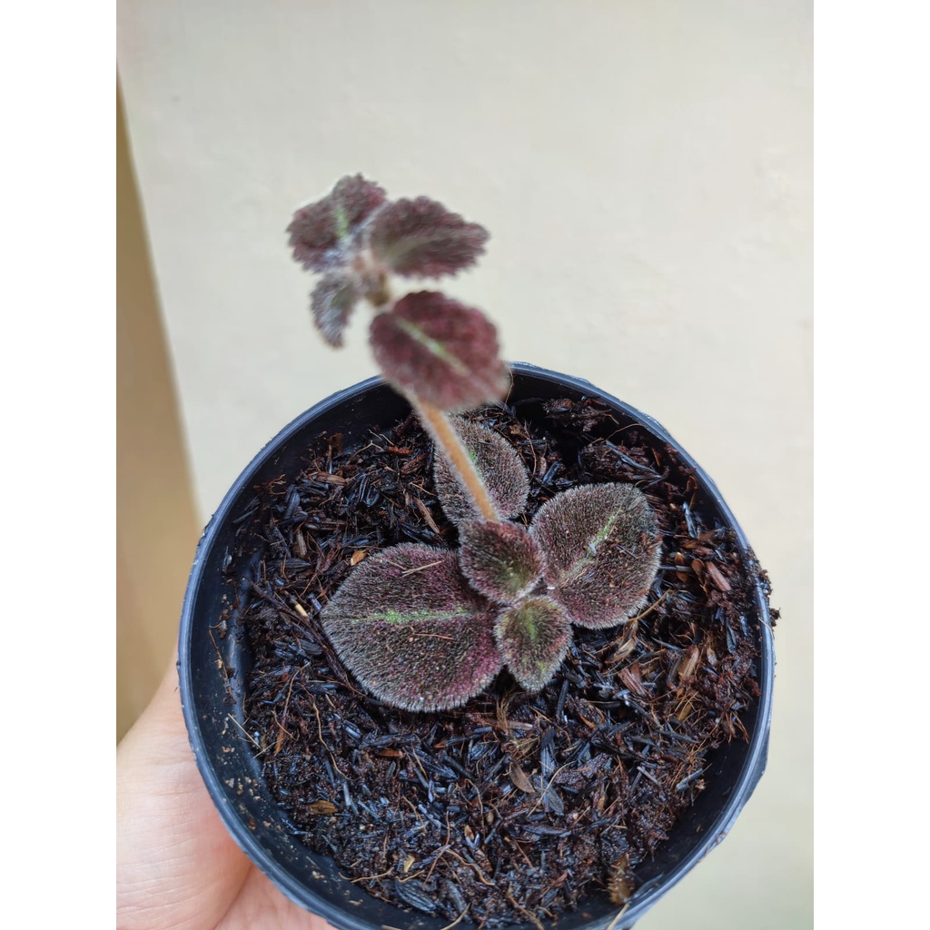 Tanaman Bunga Episcia Import Chocolate Velour Tanaman Bunga Episcia Chocolate Velour