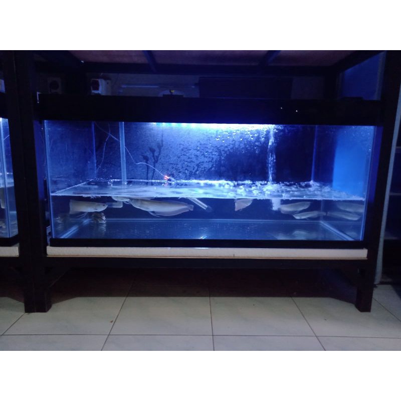 arwana silver red 25 cm grade A