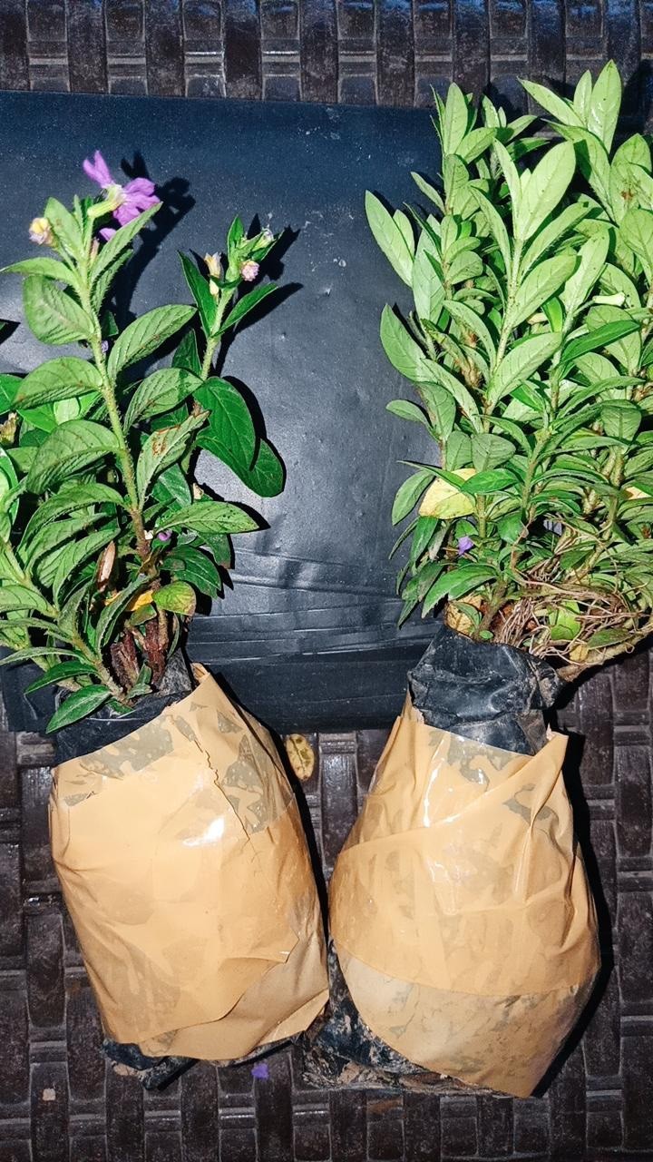 Polibek Ukuran 20 X 20