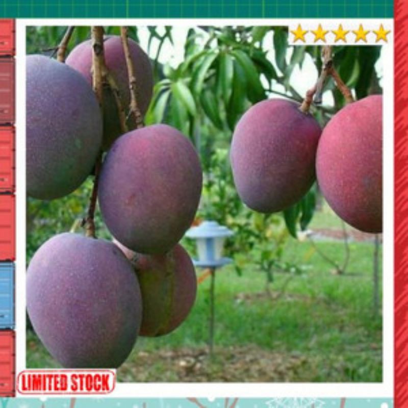 

Mangga King Purple