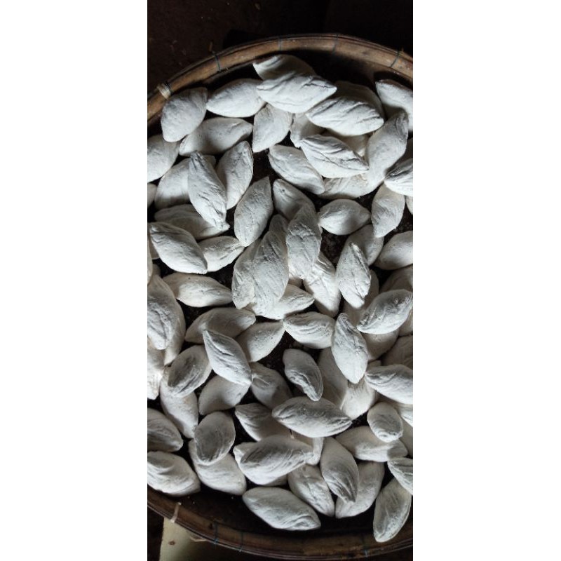 

pohong bosok/pohong blosok produk asli karimun jawa
