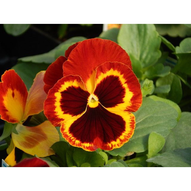 Benih Bibit Biji - Bunga Pansy Swiss Giant Flame Flower Seeds - IMPORT