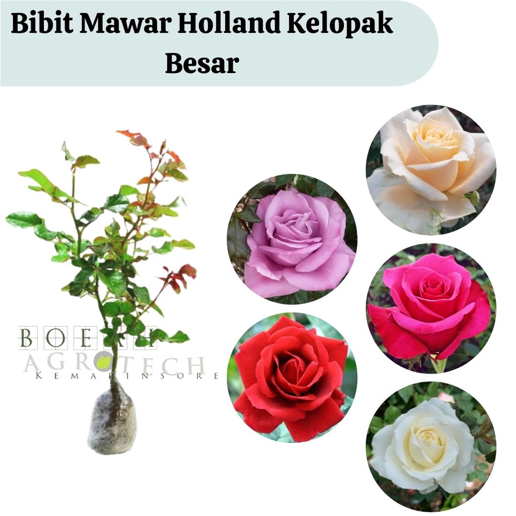 Tanaman Bibit Bunga Mawar Holland Cantik Bisa Pilih Warna Kelopak Bunga Besar Bibit Mawar Untuk Bunga Potong