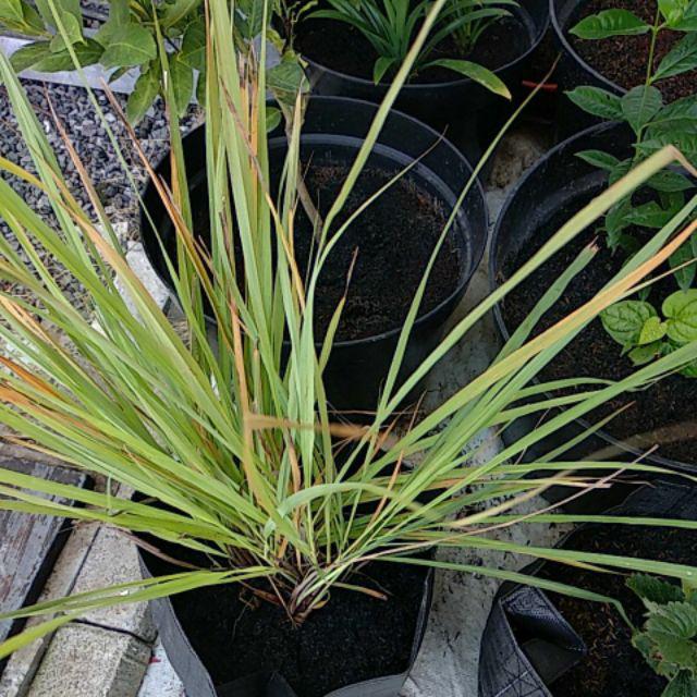 Bibit Tanaman Herbal Serai Bumbu Sere