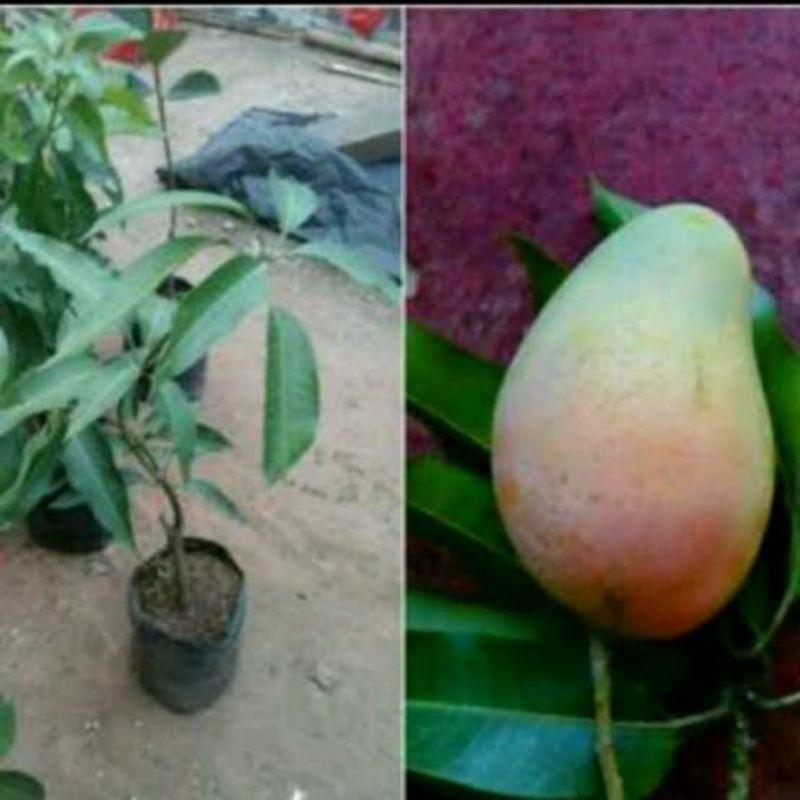 Jual Bibit Pohon Mangga Harum Manis Tanaman Buah Mangga Harummanis