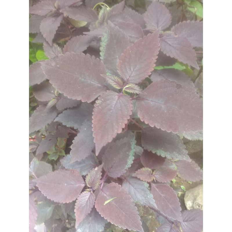

Daun jawerkotok merah segar 500gram