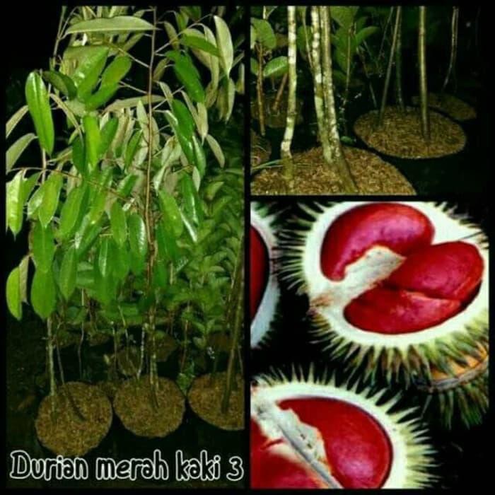 KW1 TANAMAN BUAH DURIAN MONTONG MERAH KAKI 3 SUPER KWA1